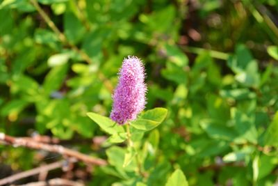 Close-up of pink flowers