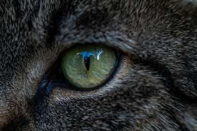 Close-up portrait of a cat