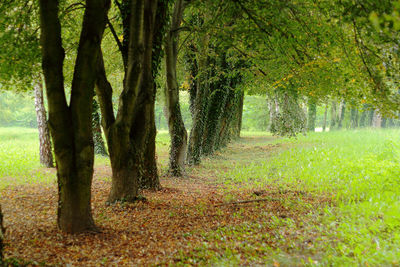 Trees in forest