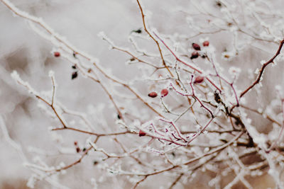 Close-up of snow covered rosehip branches