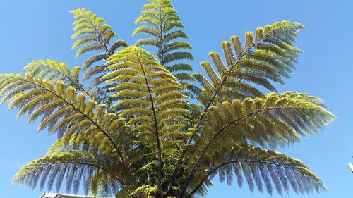 Low angle view of fern against sky