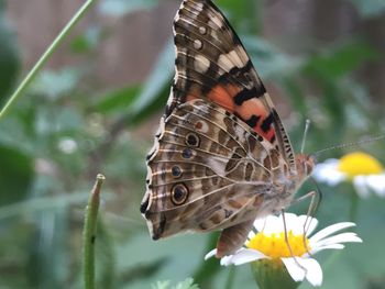 Close-up of butterfly pollinating on flower