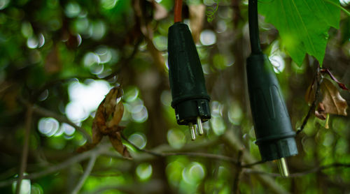 Low angle view of bamboo hanging from tree