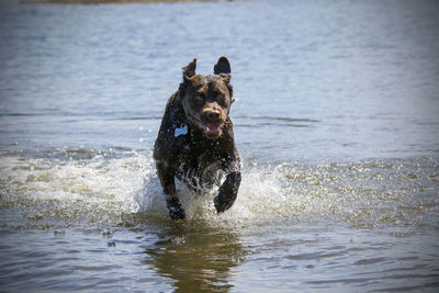 Dog running in sea