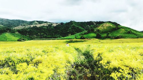 Scenic view of field against sky