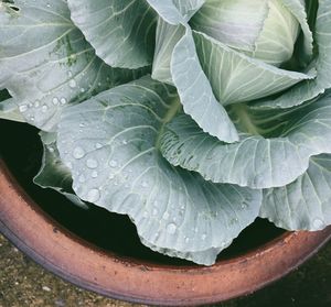 Close-up of wet plant leaves