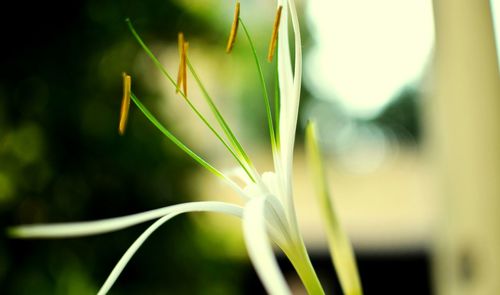 Close-up of flower growing on plant