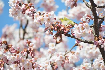 Cherry blossoms growing on tree