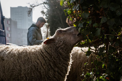 Man and sheep against plants