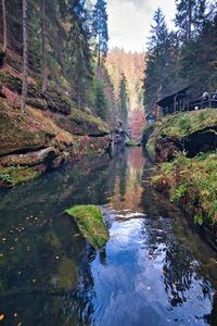 Stream flowing amidst trees in forest