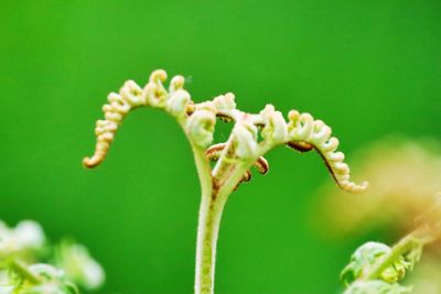 Close-up of flowering plant