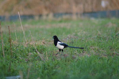 Bird perching on a field