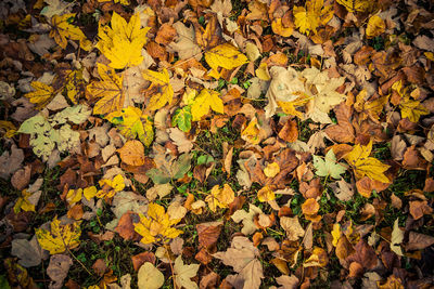 High angle view of yellow maple leaves