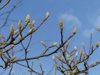 Low angle view of flower tree against sky