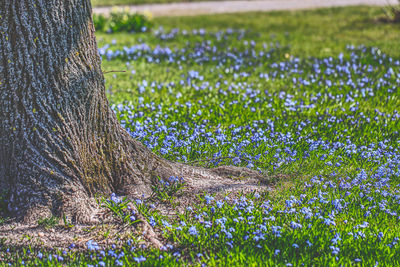 View of flowering plants on field