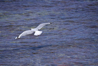 Seagull flying over the sea