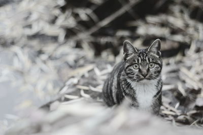 Close-up portrait of tabby cat