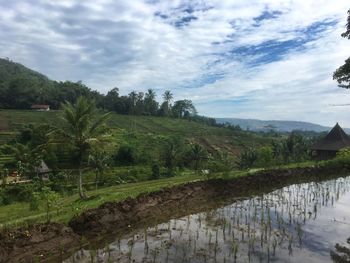 Scenic view of agricultural field against sky