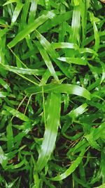 Full frame shot of wet plants