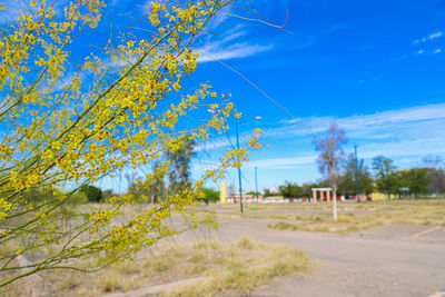 Trees on field against blue sky