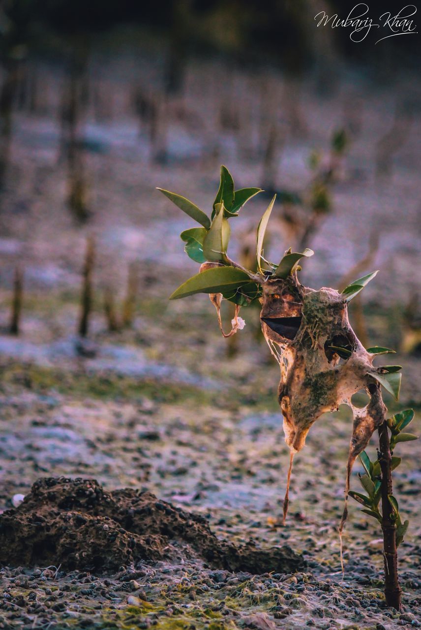 CLOSE-UP OF PLANT AGAINST BLURRED BACKGROUND