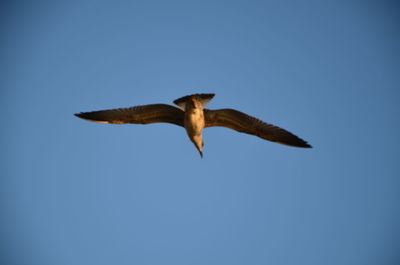 Low angle view of bird flying against clear blue sky