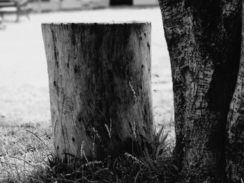 Close-up of tree trunk