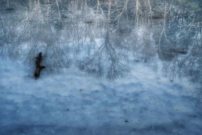 Person on snow covered land by trees in forest