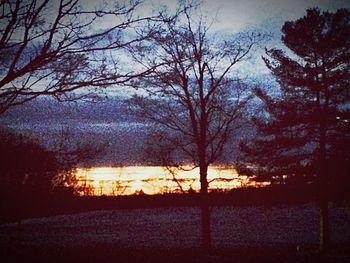 Silhouette of trees at sunset