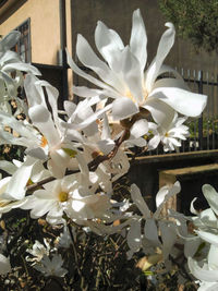 Close-up of white flowers