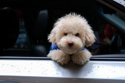 Close-up of a dog in the car