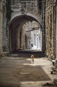 Dog in alley amidst buildings