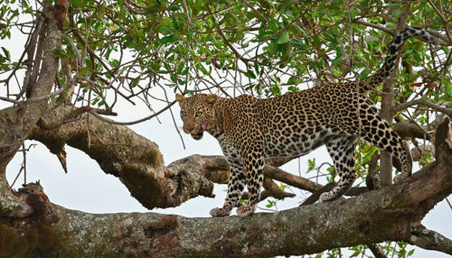 Low angle view of leopard
