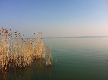 Scenic view of lake against clear sky