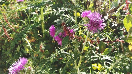 Close-up of flowers blooming outdoors