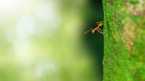 Close-up of insect on plant