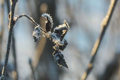 Close-up of snow on leaves during winter