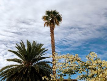 Low angle view of coconut palm tree against sky