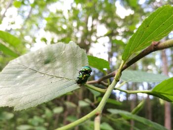 Close-up of insect on leaf