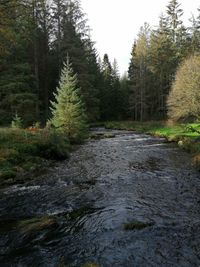 Stream flowing amidst trees in forest against sky