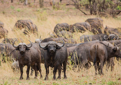 Water buffaloes on field against sky