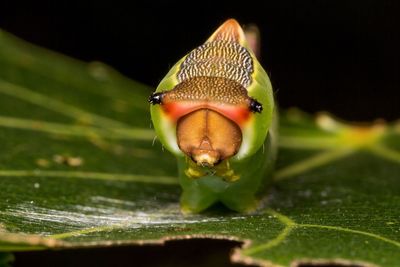 Close-up of caterpillar on damaged leaf