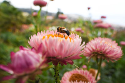 Close-up of bee pollinating on pink flower