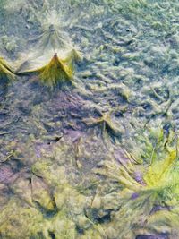 High angle view of leaf floating on water