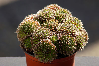 Close-up of succulent plant