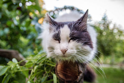 Close-up of cat