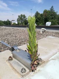 Close-up of plant against sky