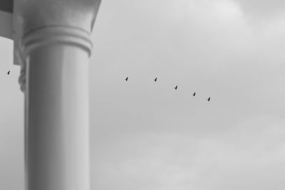 Low angle view of birds flying in sky