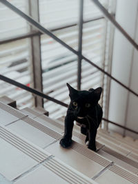 Portrait of black cat sitting on tiled floor