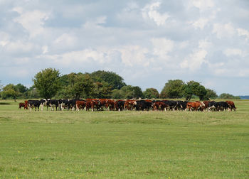 Herd of cattle on a golf course